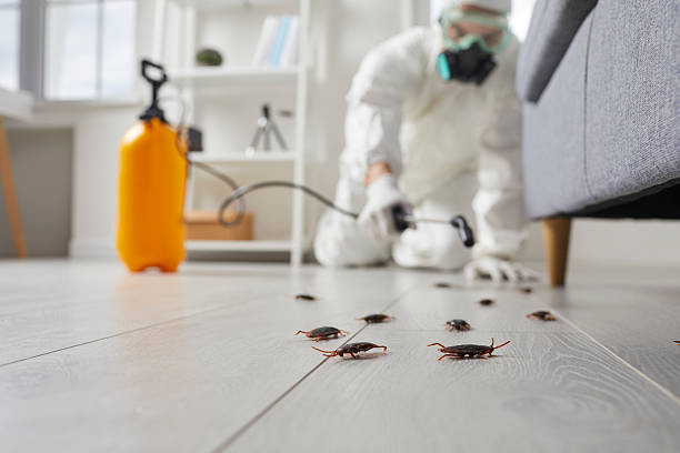 Commercial Rodent Management in Hercules
